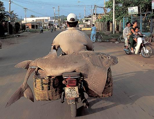 Scooter5.JPG