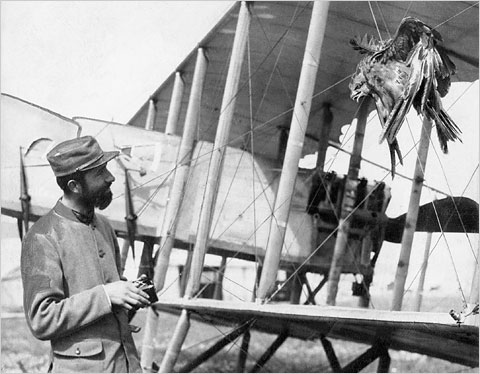 1916 1st pic of birdstrike.jpg
