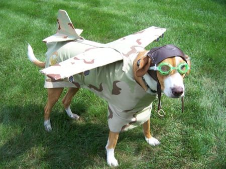 K9-plane.jpg