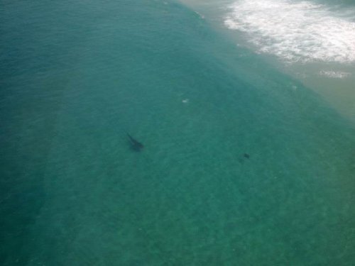 whale shark.JPG
