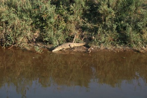 From Willie's boat-croc.jpg