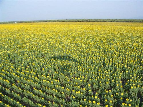 sonneblomme (2) (Medium).JPG