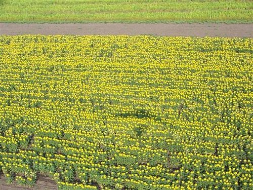 sonneblomme (Medium).JPG