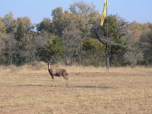 Blesbok 2.jpg