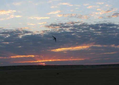 Koopan Sundowner.jpg