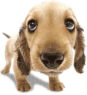 dog.JPG