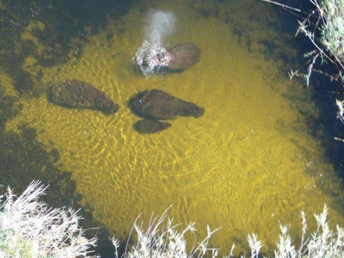 Hippos Okavango.jpg