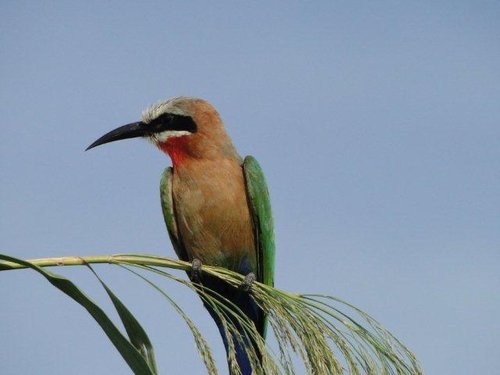 Okavango.jpg