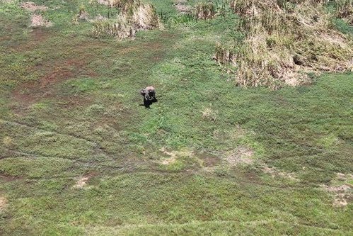 Olifant @ Alldays.jpg
