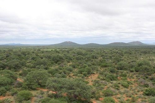 Die Bosveld.jpg