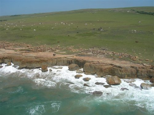 110_Cow on a Rock.JPG