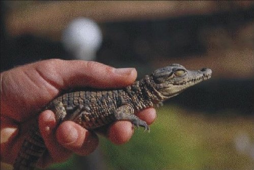 crockie.jpg