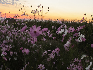 Cosmos-is-out.jpg