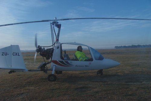 wagtail2.jpg
