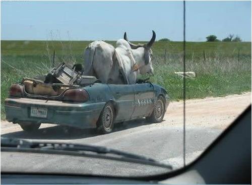 flou bul.JPG