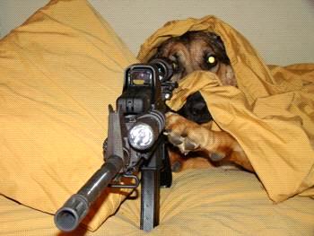 Hond.JPG