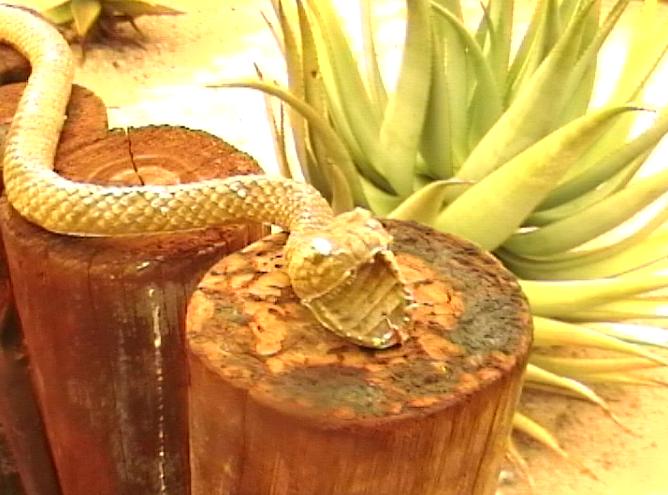 Snake.jpg