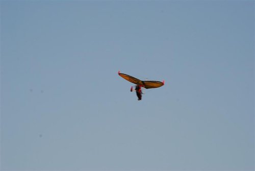 Africa cup 2011 (519) (Medium).JPG