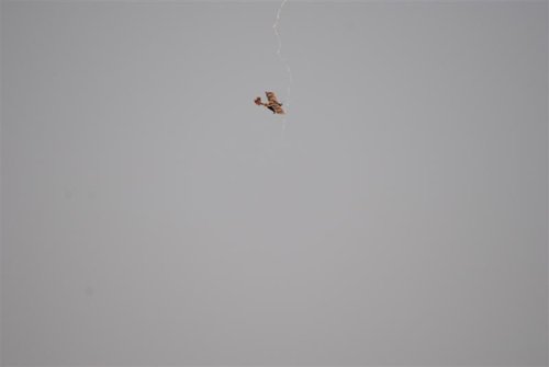 Africa cup 2011 (292) (Medium).JPG