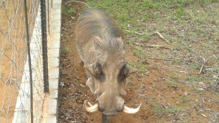Pumba 2.jpg
