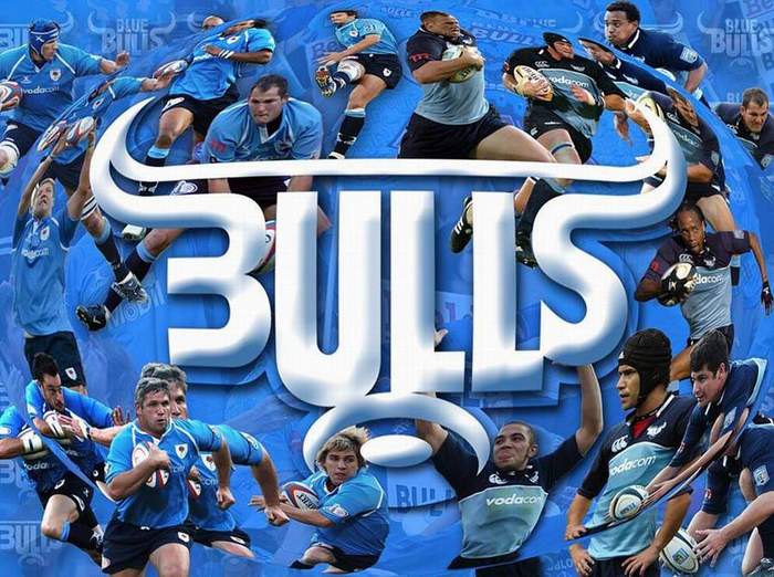 Bulls1.JPG