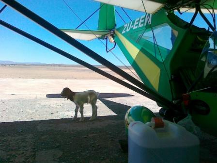 Ferry Welli to Secunda goat resize.jpg