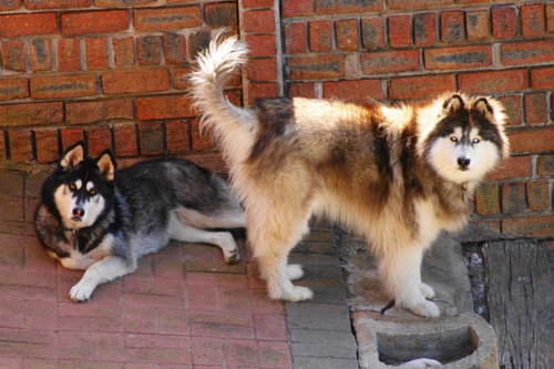 Luka and Blu.jpg