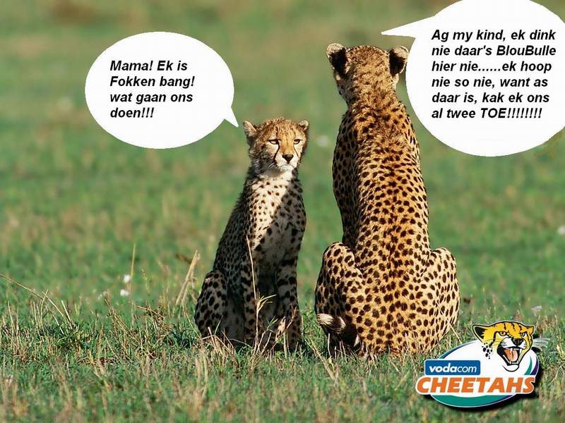 Cheetah.JPG