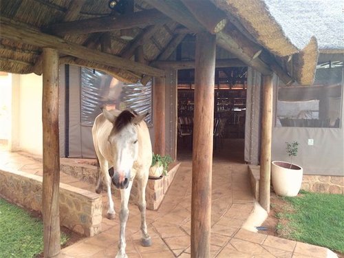 Horse ar Aeroden_1.jpg