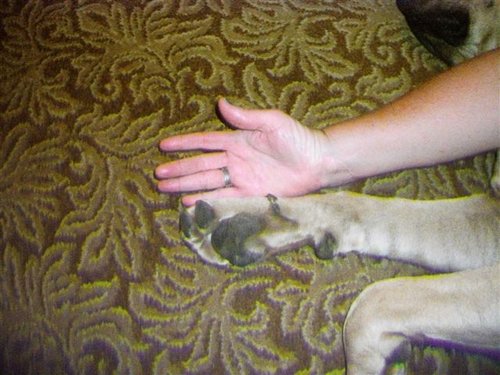 Titus paw-1.jpg