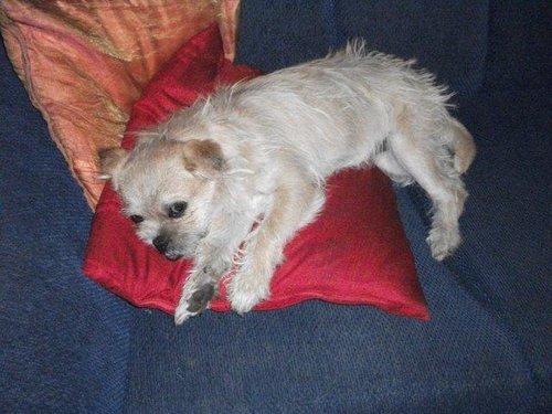 Brandy - cross dashhund and Tibetan Spaniel-1 (2).jpg