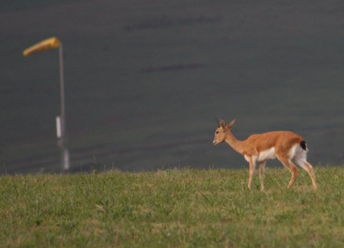 Oribi [800x600].jpg