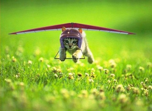 cat-flying.jpg