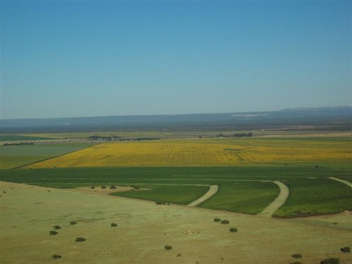 Sonneblomme (6) (Medium).jpg
