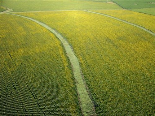 Sonneblomme (10) (Medium) (Small).jpg