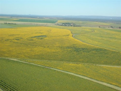 Sonneblomme (12) (Medium).jpg