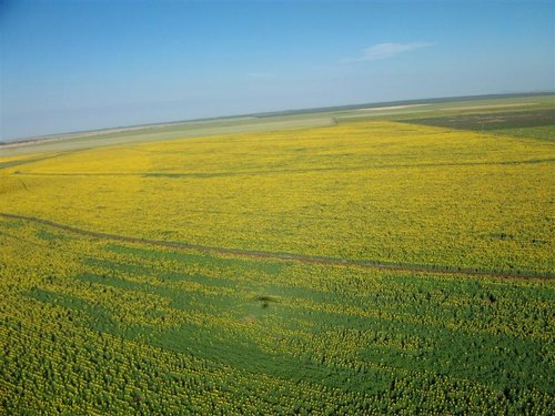 Sonneblomme (17) (Medium).jpg