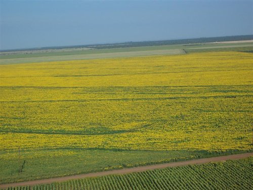 Sonneblomme (18) (Medium).jpg