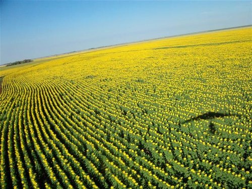 Sonneblomme (31) (Medium) (Small).jpg
