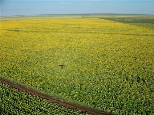 Sonneblomme (42) (Medium) (Small).jpg
