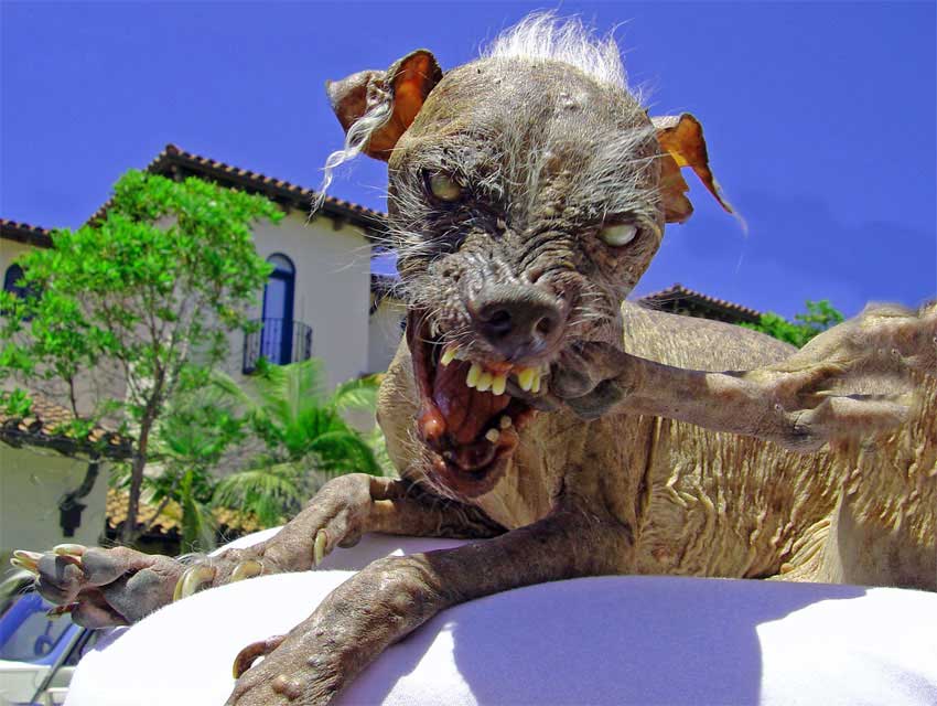 dogy5mx.jpg