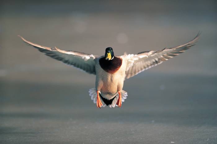 Duck landing.jpg