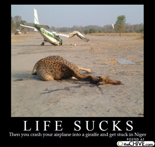 Plane & Giraffe.jpg