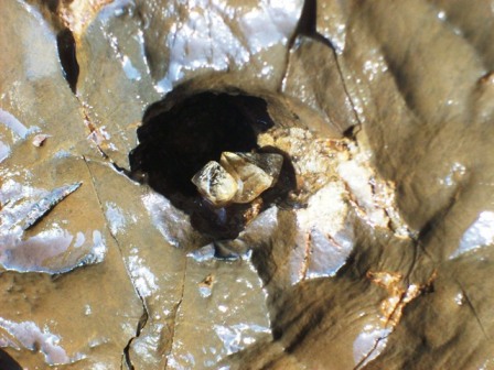 Crystals growing inside rock.JPG