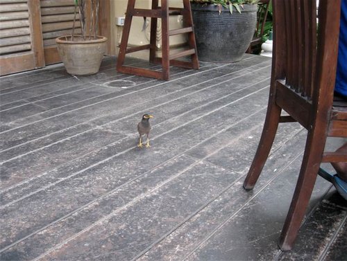Thailand - Indian Mina Bird.jpg