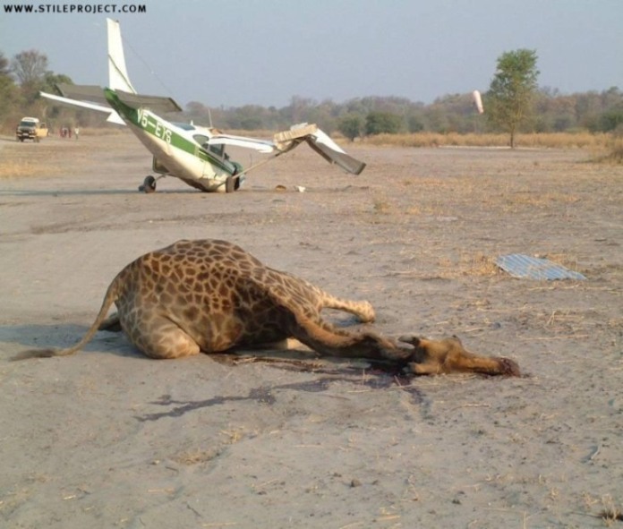 flying in africa.jpg