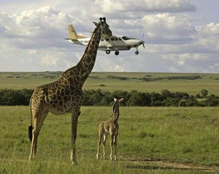 Low Flying.jpg