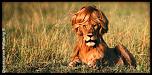 relooking-lion-timotei.jpg