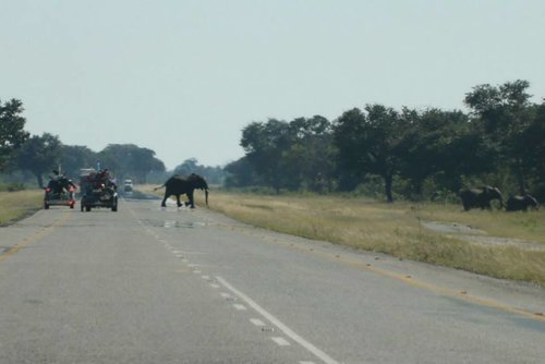 Elephant crossing.jpg