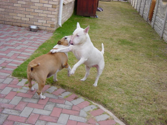 Bully`s.JPG